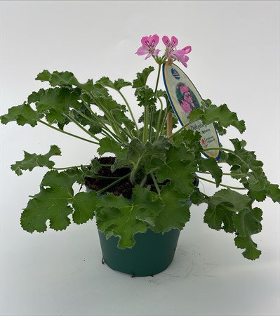 Pelargon doft Pink Capitatum Arvidssson