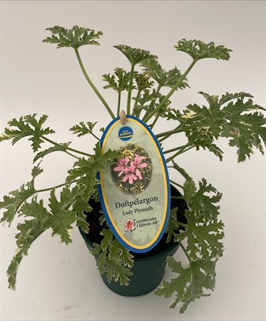 Pelargon doft Lady Plymoth Arvidsson