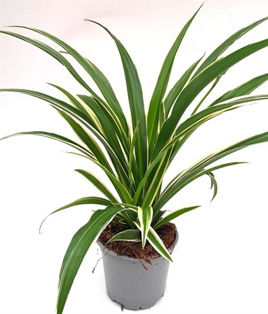 Chlorophytum x 8 svenskodlad