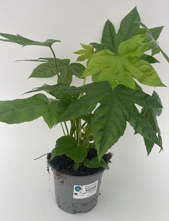 Fatsia japonica x8 svenskodlad