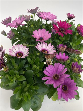 Osteospermum lokalodlad