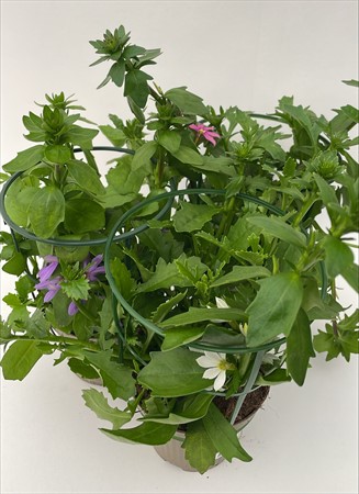Scaevola Femtunga x8 svenskodlad