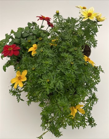 Bidens svenskodlad