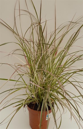 Pennisetum Cherry Sparkler Frillesås svenskodlad
