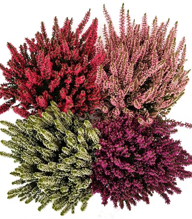 Calluna 11 cm x10