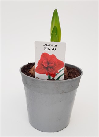 Amaryllis Bingo silverkruka 30/32 svenskodlad
