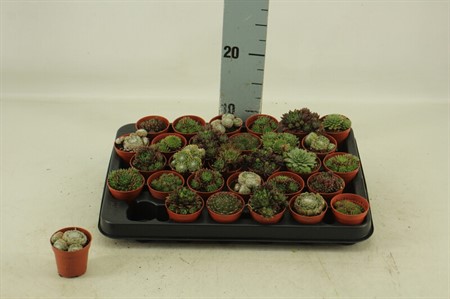 Sempervivum Ø5,5 H=10