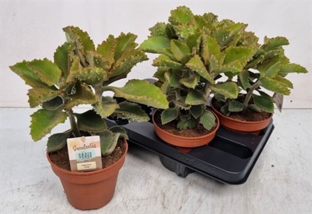 Kalanchoe beharensis Ø14 H=30