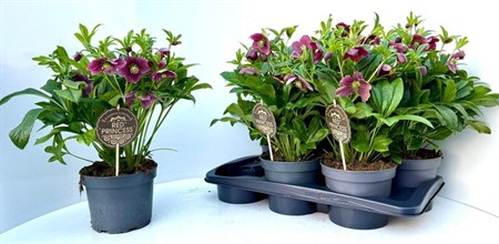 Helleborus orientalis Viv Victoria Ø17 H=40 10+ BLM