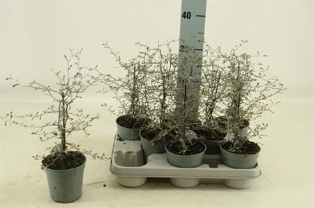Corokia Cotoneaster Ø12 H=38