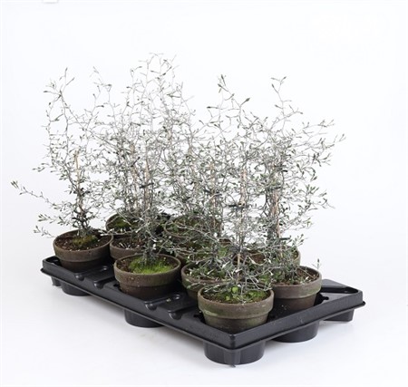 COROKIA COTONEASTER 10,5Ø Ø10.5