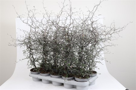 COROKIA COTONEASTER 12Ø Ø12