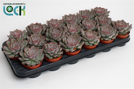 Echeveria Deremensis Ø8,5 H=15