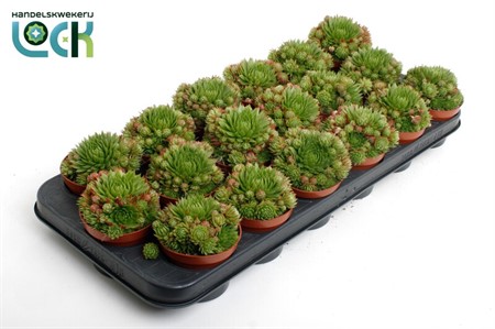 Sempervivum Herta Red Ø8,5 H=15