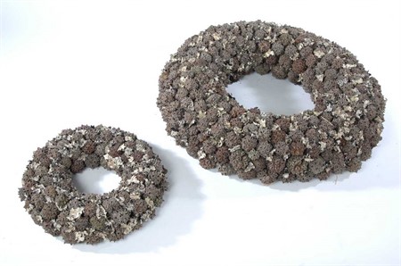 Wr Euca Knobs 25cm Natural H=30