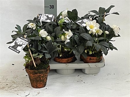 Helleborus niger Winterfeeling Fleur lerkruka Ø10,5 H=20