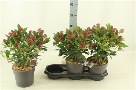 Skimmia jap. Ø19 H=30 15+ BLM