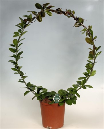 HOYA 'AUSTRALIS BÅGE 23 CM' Ø23