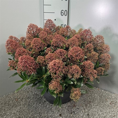 Skimmia jap. Rubesta Cuba Ø31 H=45 30+ BLM