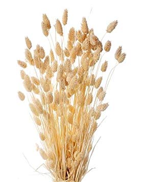 Dried Mauritia Natural 5