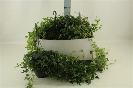 Hedera helix Shamrock Ø19 H=50 HANGPOT