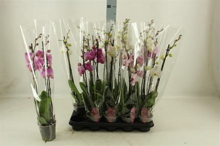 Phalaenopsis mix Ø12 H=65 20+ BLM 3 TAK