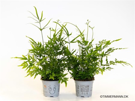 PTERIS ENSIFOR. 'EVERGREEN' 9Ø Ø9