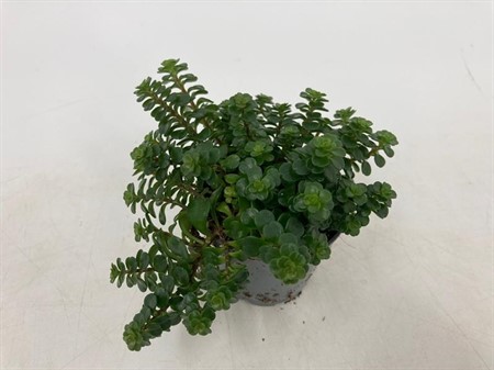 SEDUM MAKINOI 'KOSMOS' 6Ø Ø6