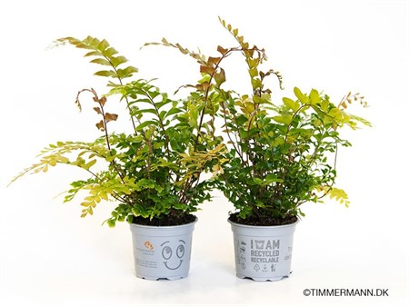 DIDYMOCHLAENA TRUNCATULA Ø9