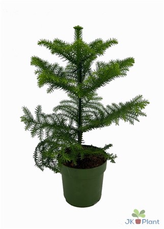 Araucaria heterophylla Ø14 H=38