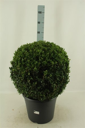 Buxus sempervirens Ø35 H=70 BOL DIAM 50+