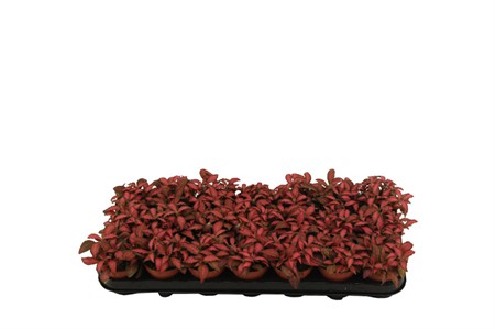 Fittonia verschaffeltii Red Star Ø8,5 H=10