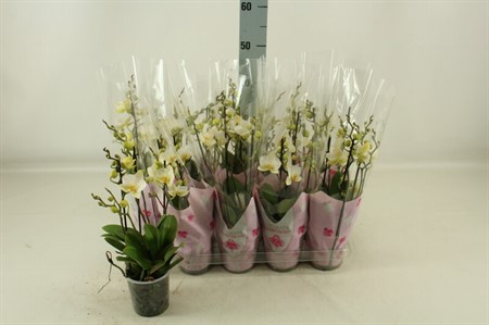Phalaenopsis vit multiflora Lausanne Ø12 H=33 24+ BLM 3 TAK