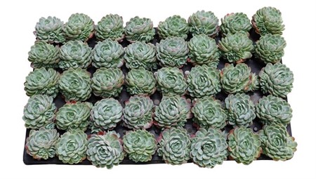 ECHEVERIA ELEGANS PLUG X40 Ø6