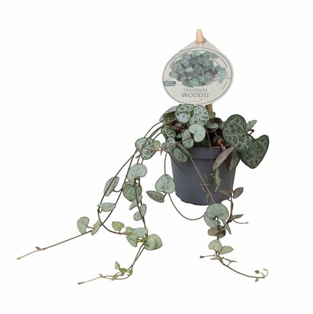 CEROPEGIA WOODII 6 CM Ø6