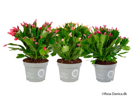 SCHLUMBERGERA 12 CM Ø12