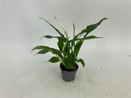 SPATHIPHYLLUM WALLISII 6Ø Ø6