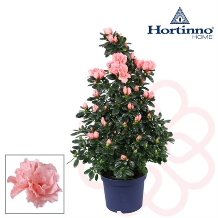 Rhododendron Hort. Christine Matton Ø17 H=65 PIRAMIDE DIAM 35+