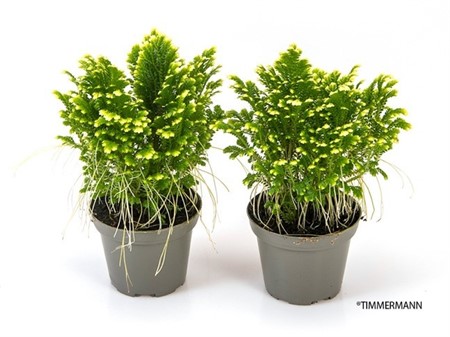 HEDERA 9Ø HÄNG. Ø9