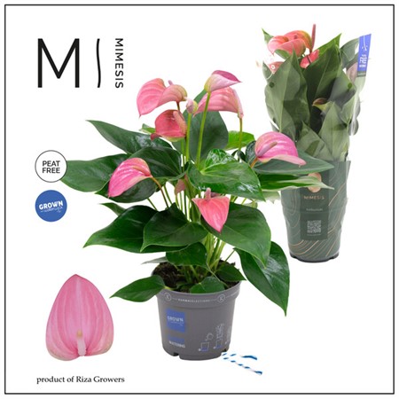 Anthurium andr. Karma Joli Ø12 H=43 6+ BLM