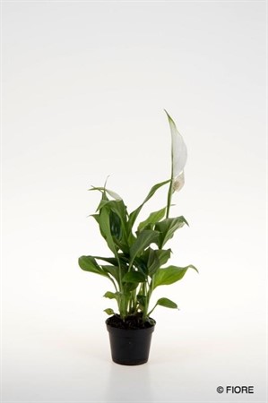 SPATHIPHYLLUM TANGO 6Ø Ø6