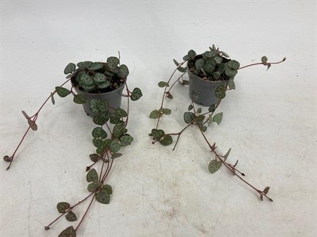 CEROPEGIA WOODII 6Ø Ø6