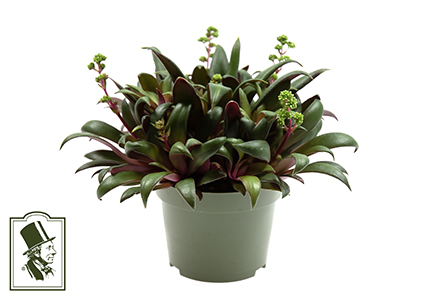 CRASSULA ROSULARIS 10,5 CM Ø10.5