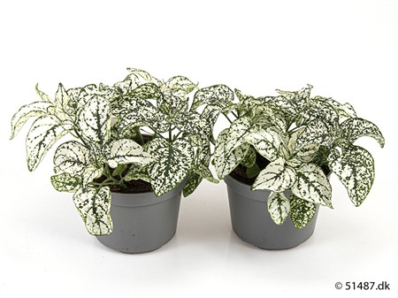 HYPOESTES VITA 9Ø Ø9