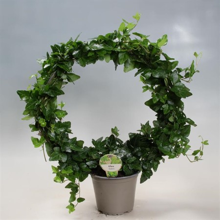 HEDERA BÅGE 14Ø Ø14