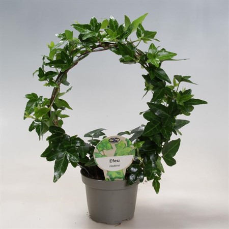 HEDERA BÅGE  9 CM Ø9