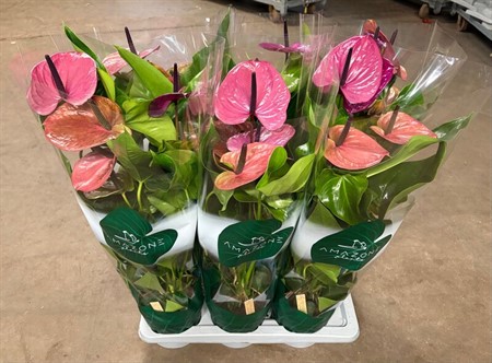 Anthurium and. Louisiana Ø17 H=70 5+ BLM