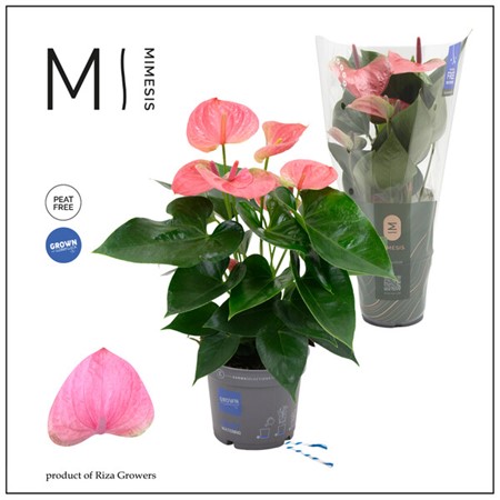 Anthurium andr. Karma Pink Ø12 H=43 4+ BLM