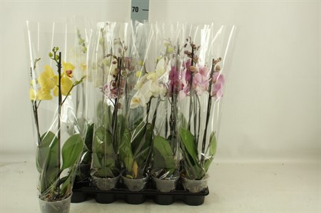 Phalaenopsis mix A2 Ø12 H=60 2 TAK