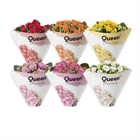 ASPARAGUS FALCATUS 13Ø Ø13